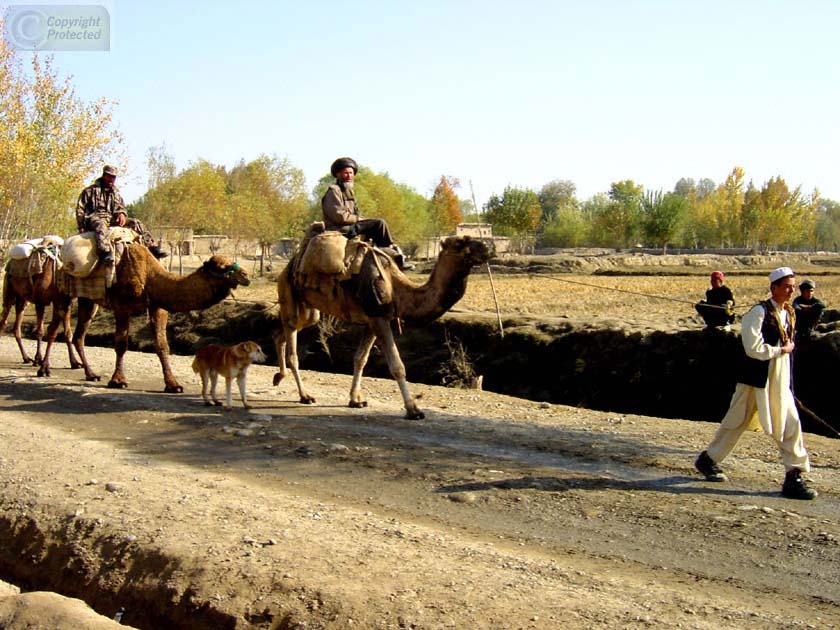 Two Camels